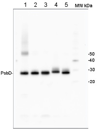 PsbD | D2 protein of PSII in the group Antibodies Plant/Algal / Global Antibodies at Agrisera AB (Antibodies for research) (AS06 146)